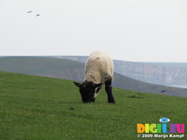SX05247 Little lamb grazing on cliffs by Southerndown